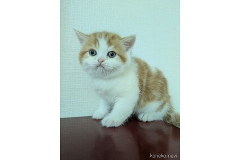 販売中の大阪府のミヌエット-114570の18枚目