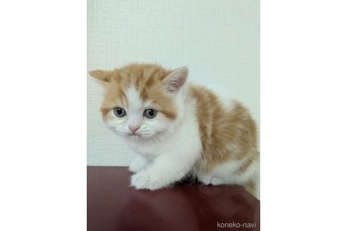 販売中の大阪府のミヌエット-114570の17枚目