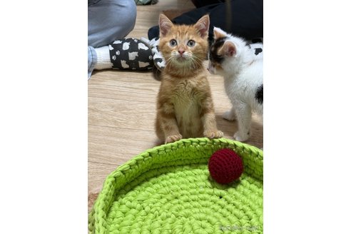 販売中の埼玉県のスコティッシュフォールド-117373