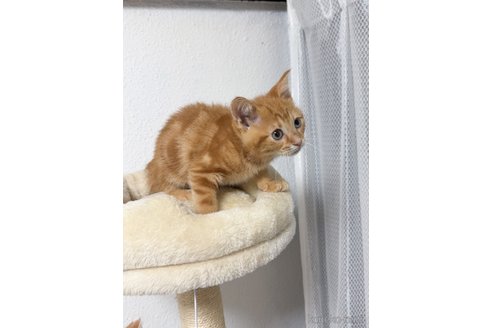 販売中の埼玉県のスコティッシュフォールド-117373の5枚目