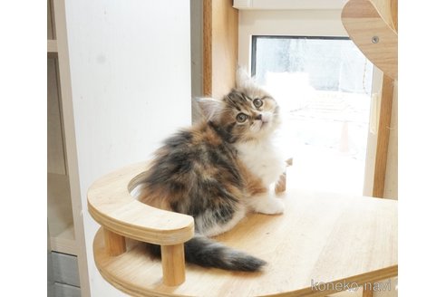 販売中の福岡県のマンチカン-112724の2枚目
