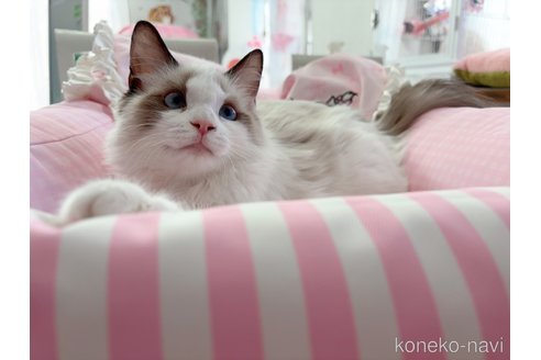 販売中の千葉県のラグドール-107904の3枚目