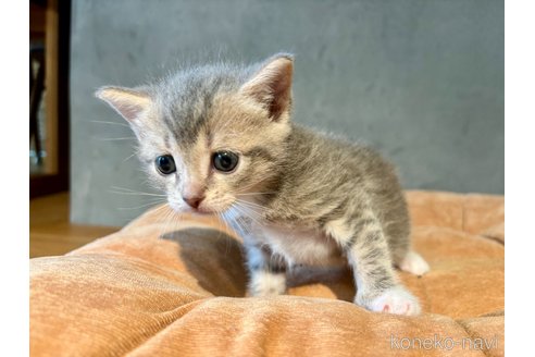 販売中の岐阜県のマンチカン-117380の4枚目