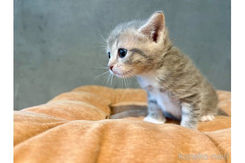 販売中の岐阜県のマンチカン-117380の6枚目