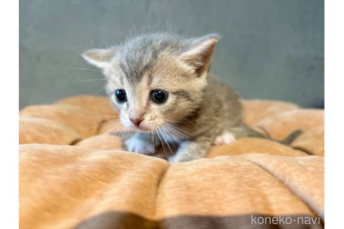 販売中の岐阜県のマンチカン-117380の2枚目