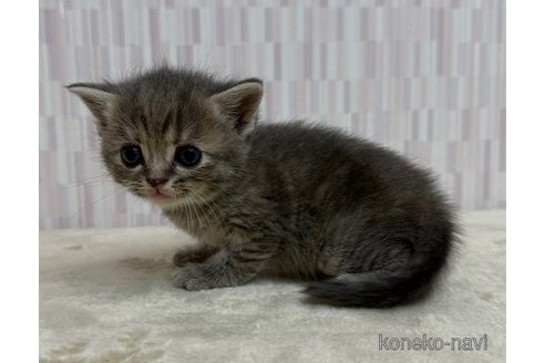 成約済の千葉県のスコティッシュフォールド-117383の2枚目