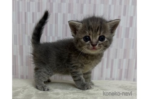 成約済の千葉県のスコティッシュフォールド-117383の3枚目