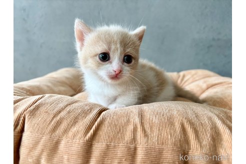 販売中の岐阜県のマンチカン(短足)-117381の10枚目