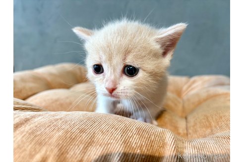 販売中の岐阜県のマンチカン(短足)-117382の7枚目