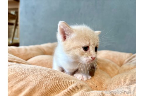 販売中の岐阜県のマンチカン(短足)-117382の6枚目