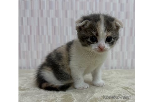 成約済の千葉県のスコティッシュフォールド(折れ耳)-117384の2枚目