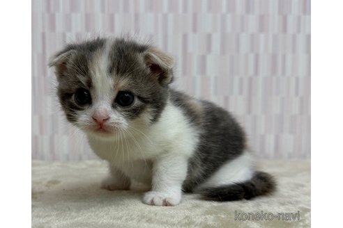 成約済の千葉県のスコティッシュフォールド(折れ耳)-117384の3枚目