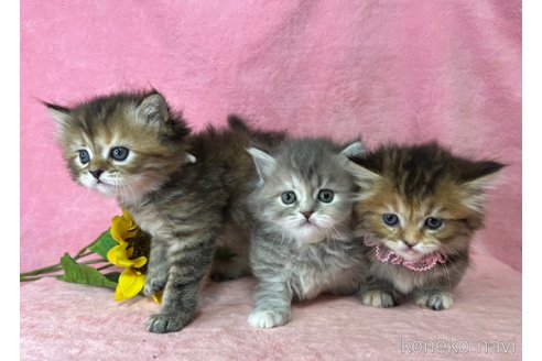 販売中の千葉県のミヌエット(短足)-117386の10枚目