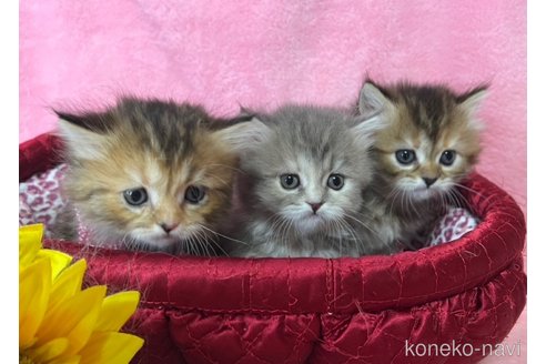 販売中の千葉県のミヌエット(短足)-117386の13枚目