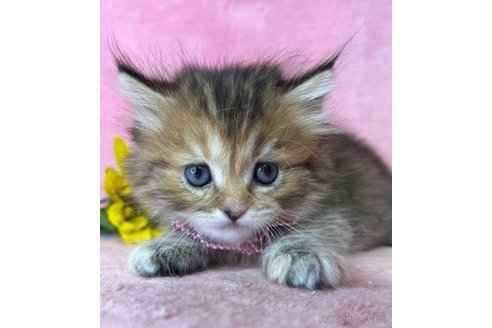 販売中の千葉県のミヌエット(短足)-117386の2枚目