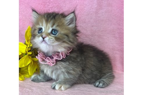 販売中の千葉県のミヌエット(短足)-117386の5枚目