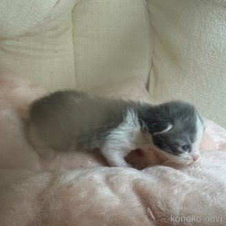 販売中の愛知県のミックス-117395の2枚目