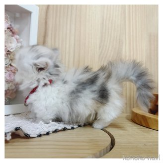 販売中の長野県のミヌエット(短足)-117397の3枚目