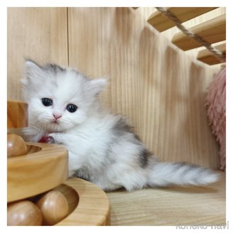 販売中の長野県のミヌエット(短足)-117397の4枚目
