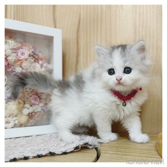 販売中の長野県のミヌエット-117400の7枚目