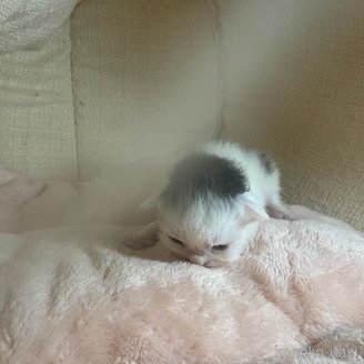 販売中の愛知県のミックス-117403の3枚目