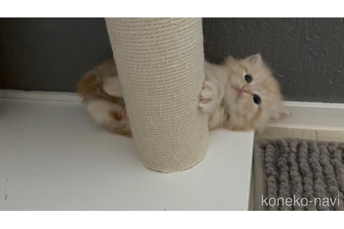 販売中の福岡県のマンチカン-117406の4枚目