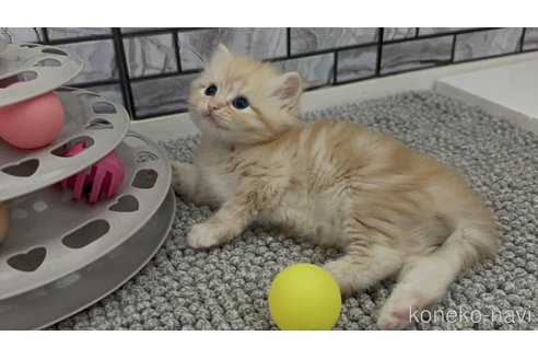 販売中の福岡県のマンチカン-117406