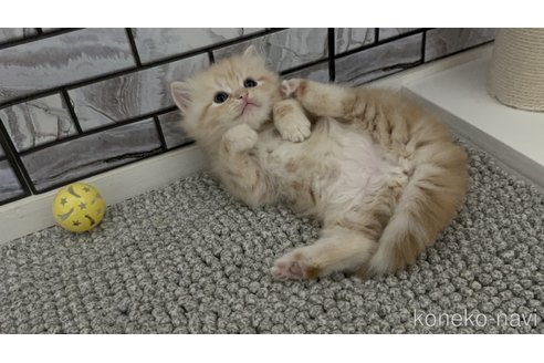 販売中の福岡県のマンチカン-117406の2枚目