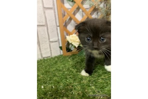 販売中の静岡県のスコティッシュフォールド(折れ耳)-117411の3枚目