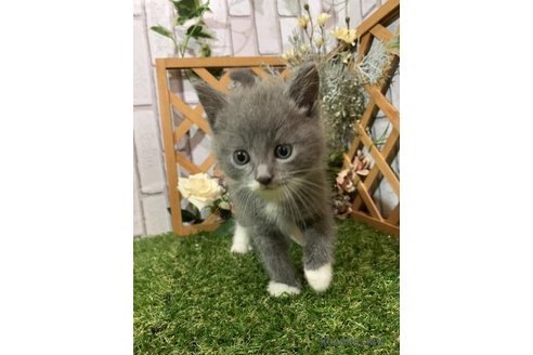 販売中の静岡県のスコティッシュフォールド-117413の1枚目