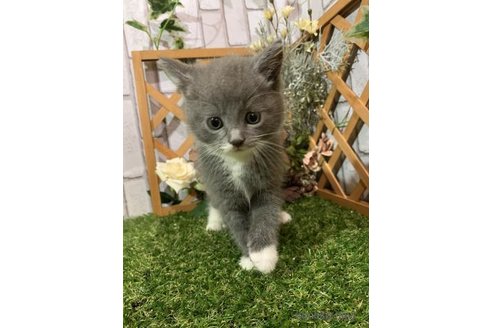 販売中の静岡県のスコティッシュフォールド-117413の4枚目