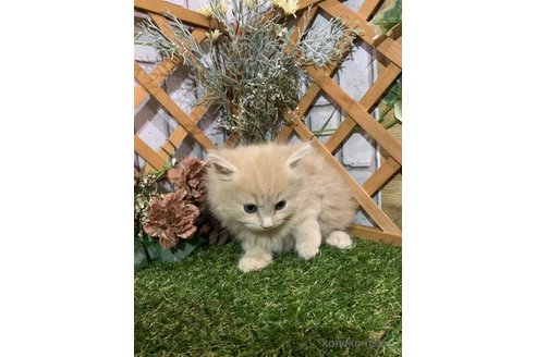 販売中の静岡県のスコティッシュフォールド-117414の3枚目
