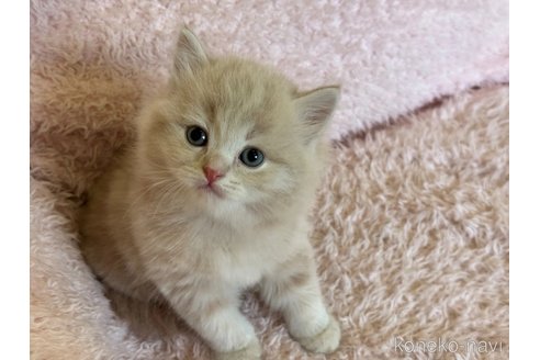 販売中の三重県のスコティッシュフォールド(折れ耳)-117418の1枚目