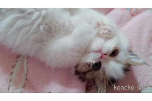 販売中の愛媛県のミヌエット-117420の4枚目