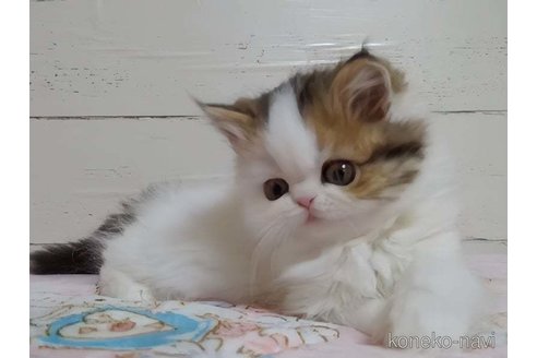販売中の愛媛県のミヌエット-117420の2枚目