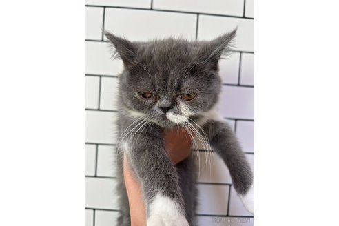 販売中の愛媛県のエキゾチックショートヘア-112488の4枚目