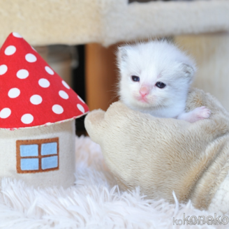 販売中の埼玉県のラグドール-117447の1枚目