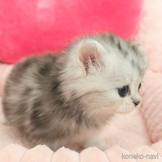 販売中の埼玉県のサイベリアン-117465の4枚目