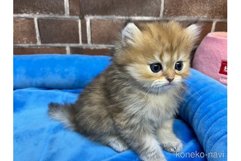 販売中の東京都のミヌエット-117467の9枚目