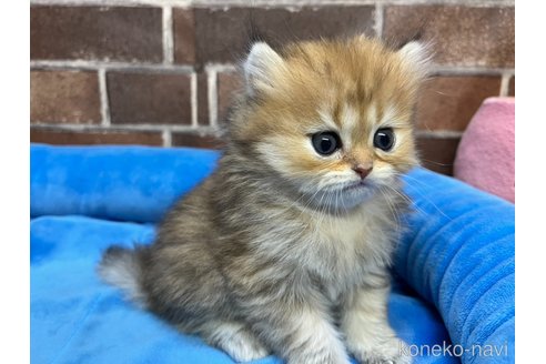 販売中の東京都のミヌエット-117467の10枚目