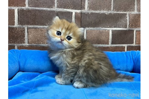 販売中の東京都のミヌエット-117467の12枚目
