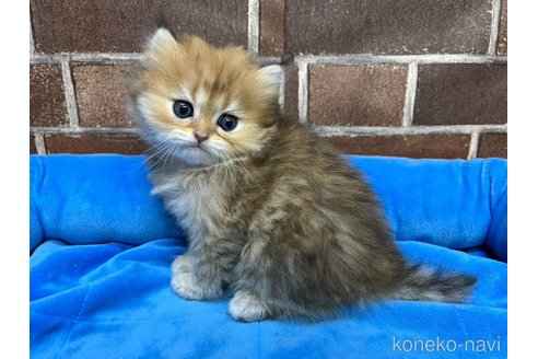 販売中の東京都のミヌエット-117467の13枚目