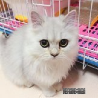 白玉ちゃん1枚目