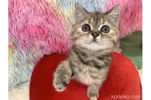 販売中の大阪府のスコティッシュフォールド-113478の3枚目