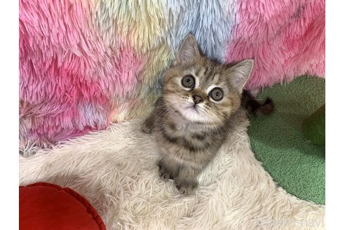 販売中の大阪府のスコティッシュフォールド-113478の2枚目
