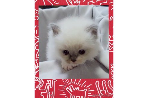販売中の栃木県のラグドール-117474の2枚目