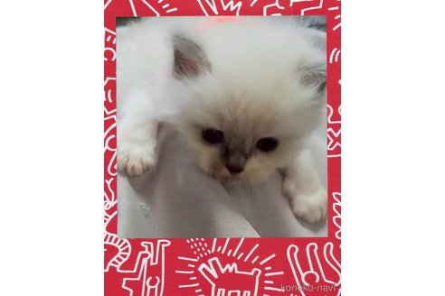 販売中の栃木県のラグドール-117474の3枚目