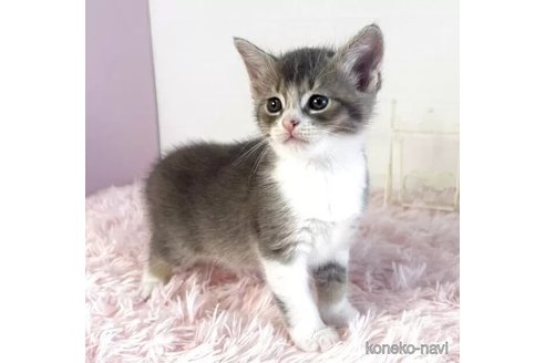 販売中の福島県のマンチカン-117476の2枚目