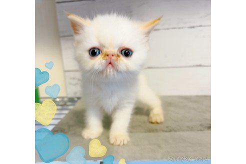 販売中の東京都のエキゾチックショートヘア-117478の4枚目