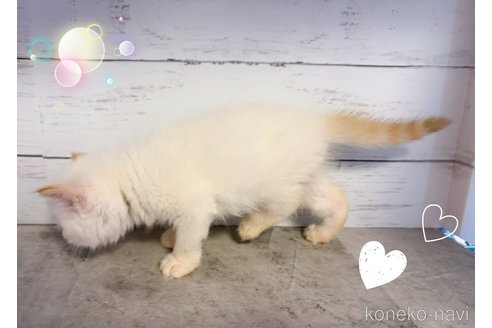 販売中の東京都のエキゾチックショートヘア-117479の4枚目
